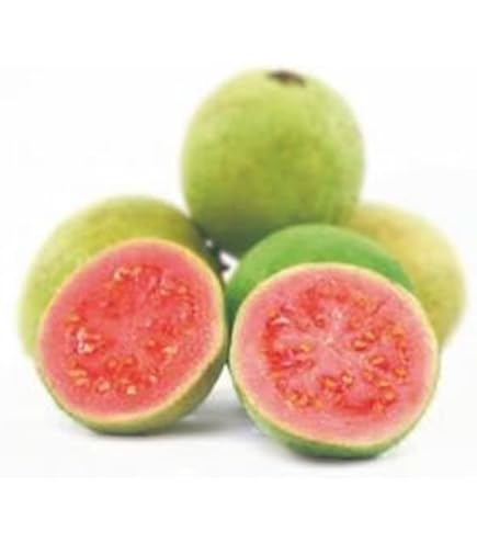 Amazon | 大実グァバ苗 (グアバ苗)(赤実) 取木苗 | 果物